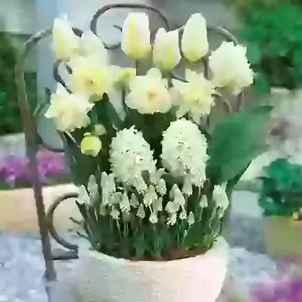 The White Collection